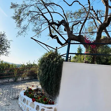 Olive Tree House